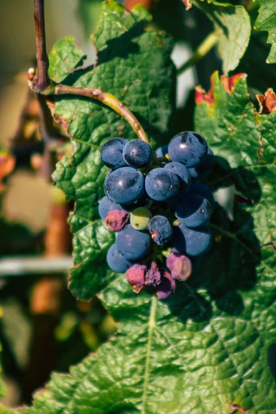 Fransa 'yı 22 Eylül 2020' de Reims kırsalındaki Taittinger Champagne House Vineyard 'a götürüyor. Taittinger, istisnai ürünler yaratma hizmetinde...