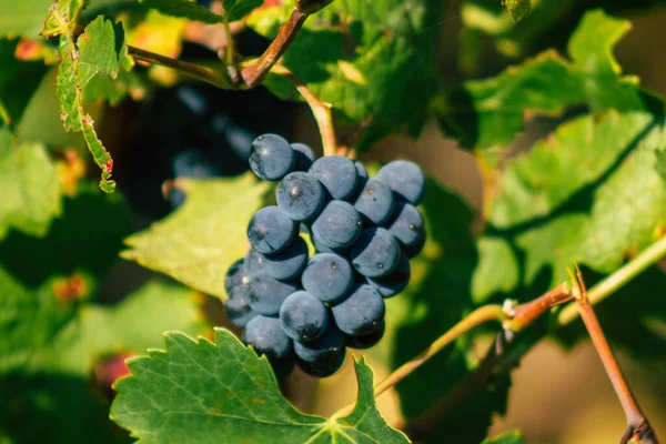 Reims Francia Septiembre 2020 Vista Taittinger Champagne House Viñedo Principios —  Fotos de Stock