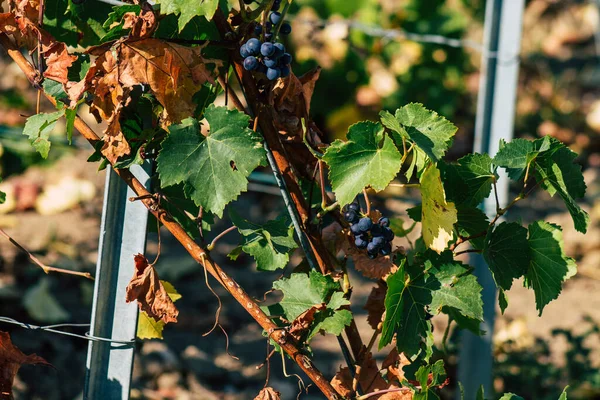 ランス フランス2020年9月22日ティッティンジャー シャンパン ハウスのブドウ畑を見る秋の初めにランスの田舎で Taitingerは 優れた製品の作成に役立つ方法を知っています — ストック写真