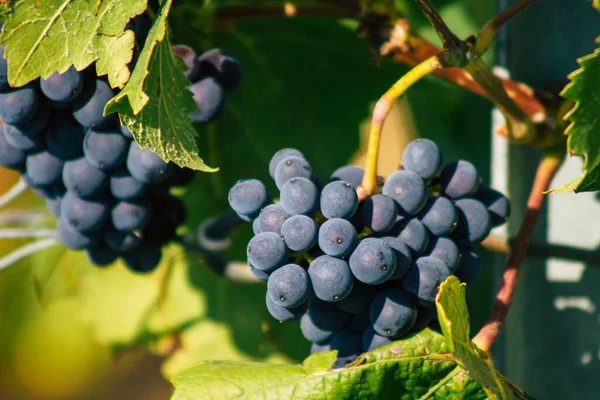 Reims Francia Septiembre 2020 Vista Taittinger Champagne House Viñedo Principios — Foto de Stock