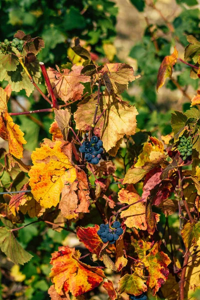 Reims Frankreich September 2020 Blick Auf Den Weinberg Des Taittinger — Stockfoto