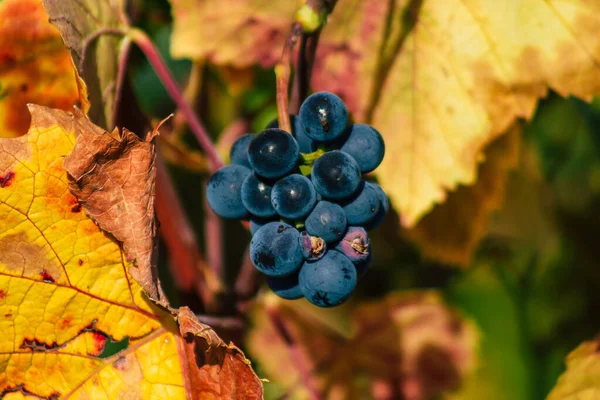 Reims France Września 2020 Widok Winnicę Taittinger Champagne House Wczesną — Zdjęcie stockowe