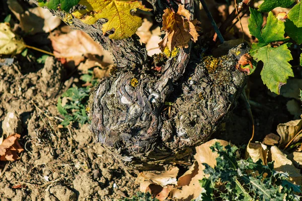 Reims Francie Září 2020 Pohled Vinici Taittinger Champagne House Začátku — Stock fotografie