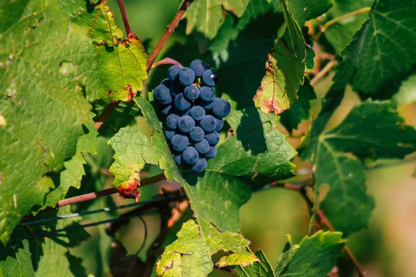 Fransa 'yı 22 Eylül 2020' de Reims kırsalındaki Taittinger Champagne House Vineyard 'a götürüyor. Taittinger, istisnai ürünler yaratma hizmetinde...