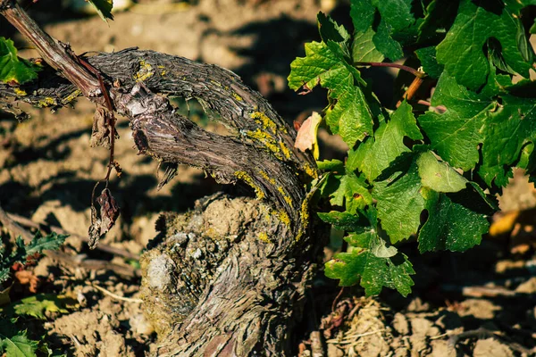 Fransa 'yı 22 Eylül 2020' de Reims kırsalındaki Taittinger Champagne House Vineyard 'a götürüyor. Taittinger, istisnai ürünler yaratma hizmetinde...