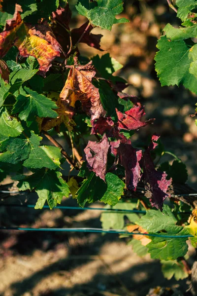 ランス フランス2020年9月22日ティッティンジャー シャンパン ハウスのブドウ畑を見る秋の初めにランスの田舎で Taitingerは 優れた製品の作成に役立つ方法を知っています — ストック写真