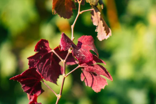 Fransa 'yı 22 Eylül 2020' de Reims kırsalındaki Taittinger Champagne House Vineyard 'a götürüyor. Taittinger, istisnai ürünler yaratma hizmetinde...