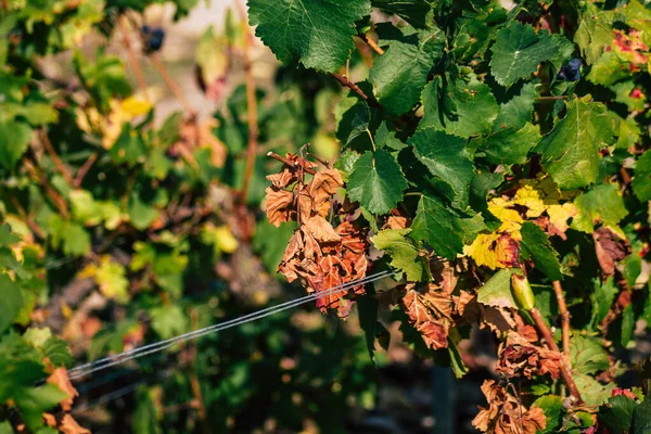 Fransa Eylül 2020 Reims Kırsalındaki Taittinger Champagne House Vineyard Götürüyor — Stok fotoğraf