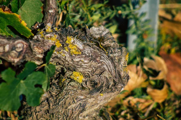 Reims Frankrike September 2020 Utsikt Över Taittinger Champagne Hus Vingård — Stockfoto