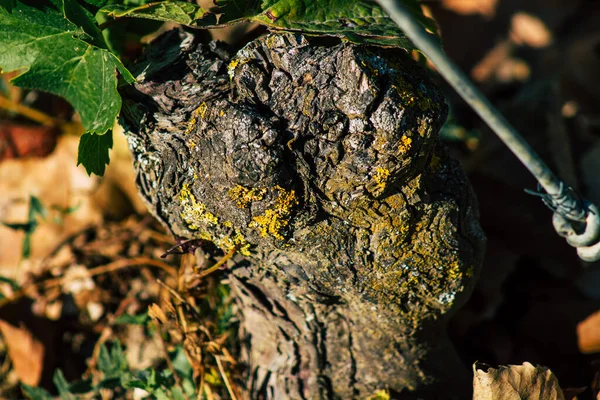 Reims Frankreich September 2020 Blick Auf Den Weinberg Des Taittinger — Stockfoto