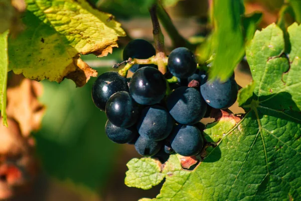 Reims Francia Septiembre 2020 Vista Taittinger Champagne House Viñedo Principios — Foto de Stock