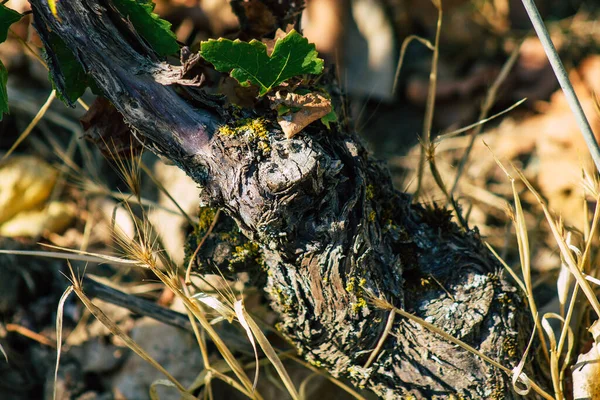 Reims Frankrike September 2020 Utsikt Över Taittinger Champagne Hus Vingård — Stockfoto