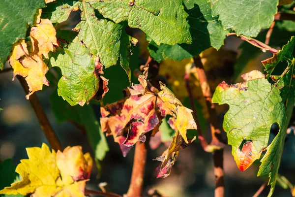 Fransa Eylül 2020 Reims Kırsalındaki Taittinger Champagne House Vineyard Götürüyor — Stok fotoğraf