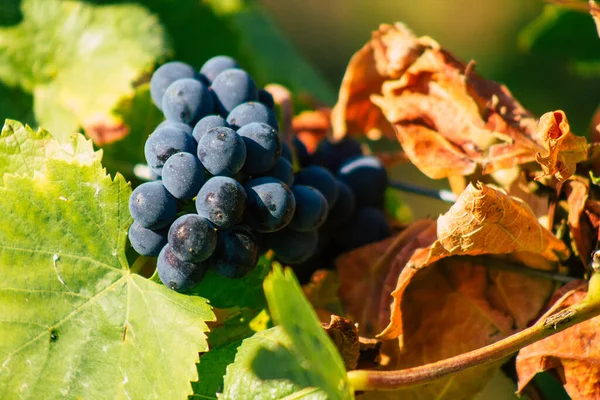 Reims Francia Septiembre 2020 Vista Taittinger Champagne House Viñedo Principios —  Fotos de Stock