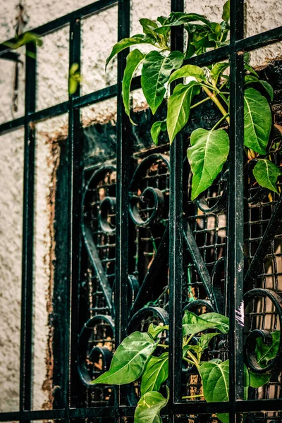 Vista Fachada Uma Antiga Casa Grécia — Fotografia de Stock