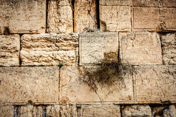 Close Western Wall Wailing Wall Menudo Acortado Kotel Sitio Más — Foto de Stock