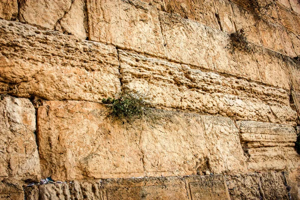 Закриття Західного Муру Стіна Плаче Часто Скорочується Котеля Найбільш Релігійним — стокове фото