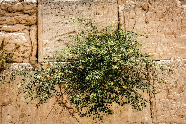 Close up of The Western Wall, Wailing Wall, often shortened to The Kotel is the most religious site in the world for the Jewish people, located in the Old City of Jerusalem