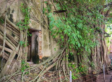 Banyan Tree roots ile Wat Bang Kung tapınağında Samut Songkhram, Tayland tapınak kaplı