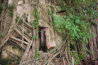 Banyan Tree roots ile Wat Bang Kung tapınağında Samut Songkhram, Tayland tapınak kaplı