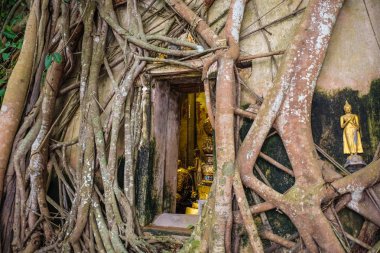 Banyan Tree roots ile Wat Bang Kung tapınağında Samut Songkhram, Tayland tapınak kaplı