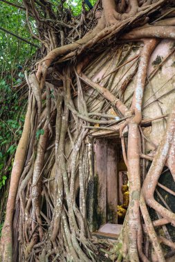 Banyan Tree roots ile Wat Bang Kung tapınağında Samut Songkhram, Tayland tapınak kaplı