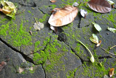 Yosun kaplı orman zeminine yaprakları ile