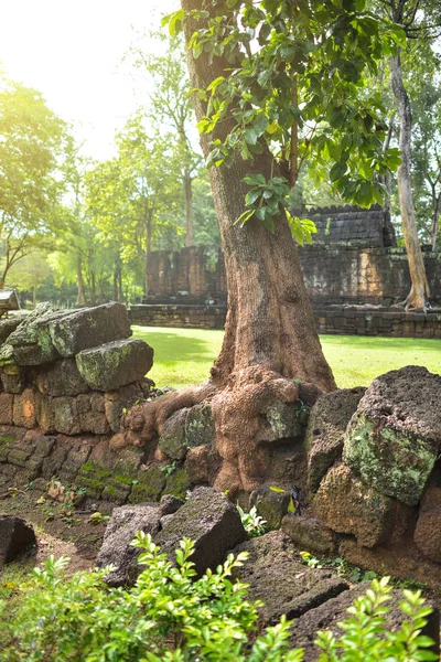 Tree Roots Grow Stone Castle Meuang Sing Historical Park Thailand — Stock Photo, Image