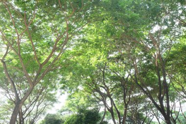 Yağmur ağaç ve gökyüzü