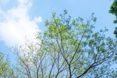 Yağmur ağaç ve gökyüzü