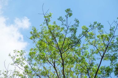 Yağmur ağaç ve gökyüzü