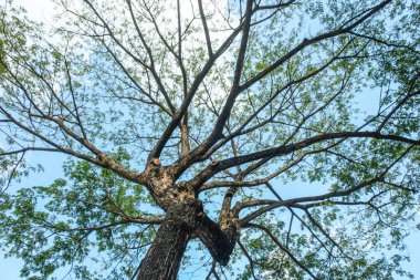 Yağmur ağaç ve gökyüzü