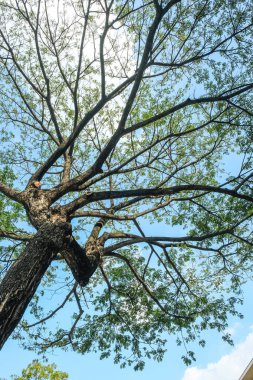 Yağmur ağaç ve gökyüzü