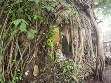 Banyan Tree roots ile Wat Bang Kung tapınağında Samut Songkhram, Tayland tapınak kaplı