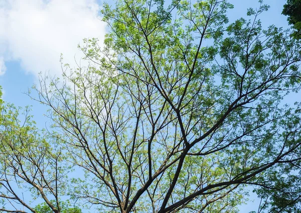 Yağmur ağaç ve gökyüzü