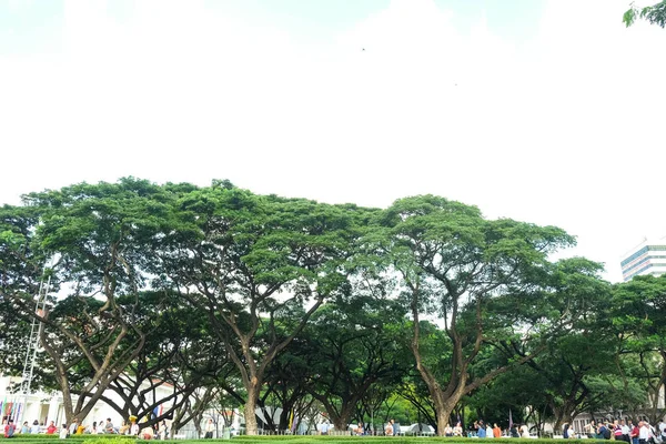 Μπανγκόκ Ταϊλάνδη Οκτ 2018 Γιγαντιαία Δέντρα Βροχή Chulalongkorn Πανεπιστημίου — Φωτογραφία Αρχείου