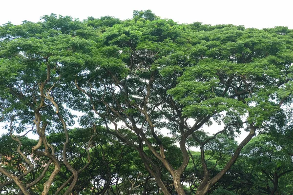 Yağmur ağaç ve gökyüzü