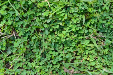 3 yapraklı yonca otu,