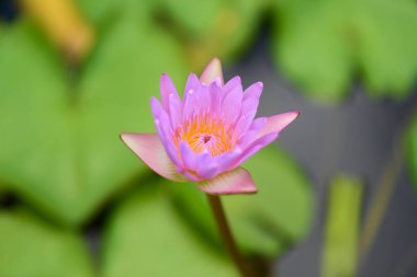Pembe Lotus çiçeği huzurlu gölet.