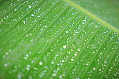 Yağmur damlası, çiy damlacıkları muz yaprak üzerinde