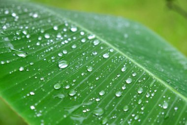 Yağmur damlası, çiy damlacıkları muz yaprak üzerinde
