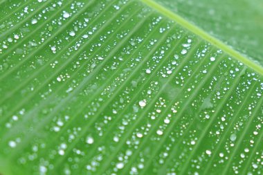 Yağmur damlası, çiy damlacıkları muz yaprak üzerinde