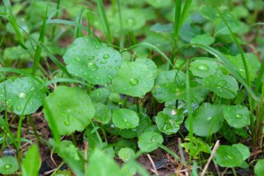 GotU kola veya Centella asiatica, bitki, Tayland, Thailand