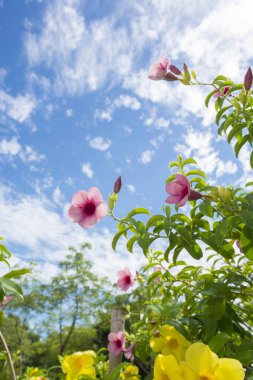 Mor Allamanda cathartica çiçek ya da altın trompet çiçek mavi gökyüzü ile 