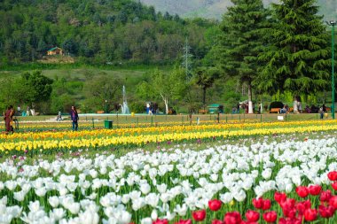 Srinagar, Hindistan - 22 Nisan 2017: Indira Gandhi Memorial lale bahçeleri, Srinagar, Jammu ve Keşmir, Hindistan