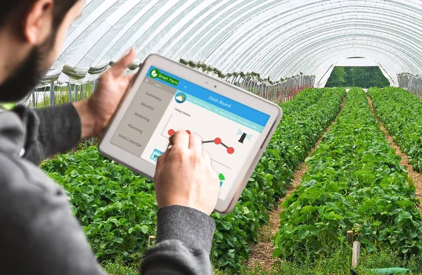 Hand Holding Tablet Monitoring Smart Farming System Greenhouse Agriculture Technology — Stock Photo, Image