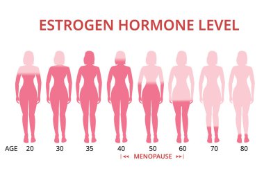 Östrojen hormonu seviyeleri grafik, menopoz, vektör