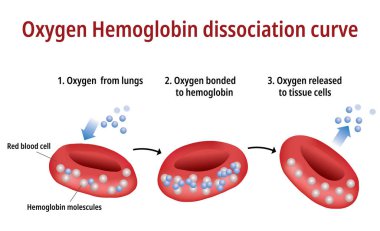 Oxygen Hemoglobin Dissociation Curve clipart