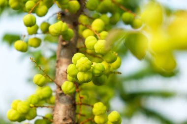 Yıldız Bektaşi üzümü meyvesi. Phyllanthus acidus, Otaheite Bektaşi üzümü, yıldız, Damsel, grosella, Karamay olarak bilinen