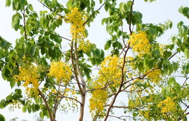 Khon Kaen 'de altın duş ağacı veya Cassia Fistül